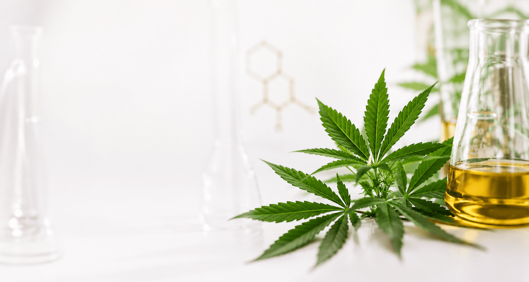 Três folhas da cannabis e ao lado um frasco de erlenmeyer boca estreita